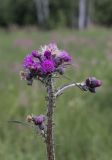 Cirsium palustre