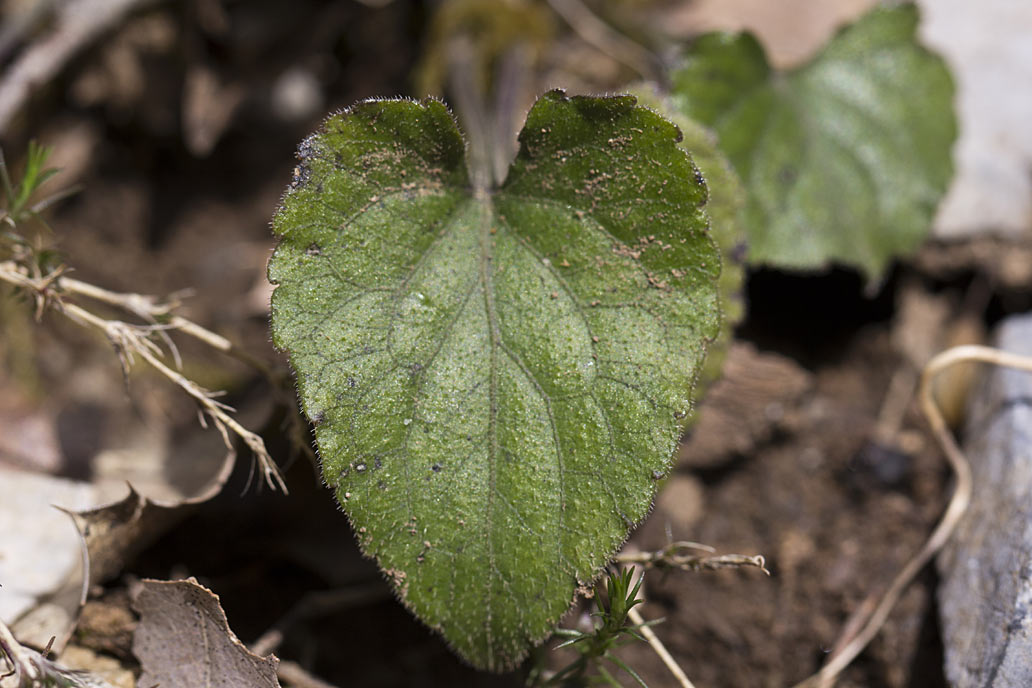 Image of genus Viola specimen.