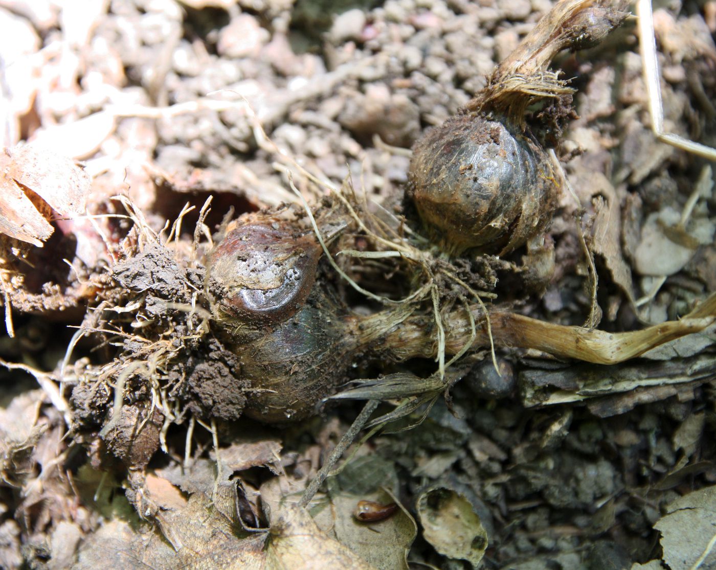 Image of Allium quercetorum specimen.