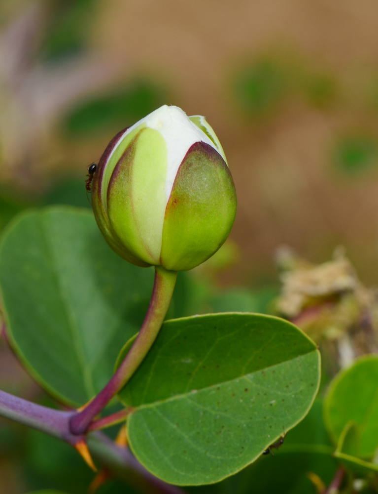 Изображение особи Capparis zoharyi.
