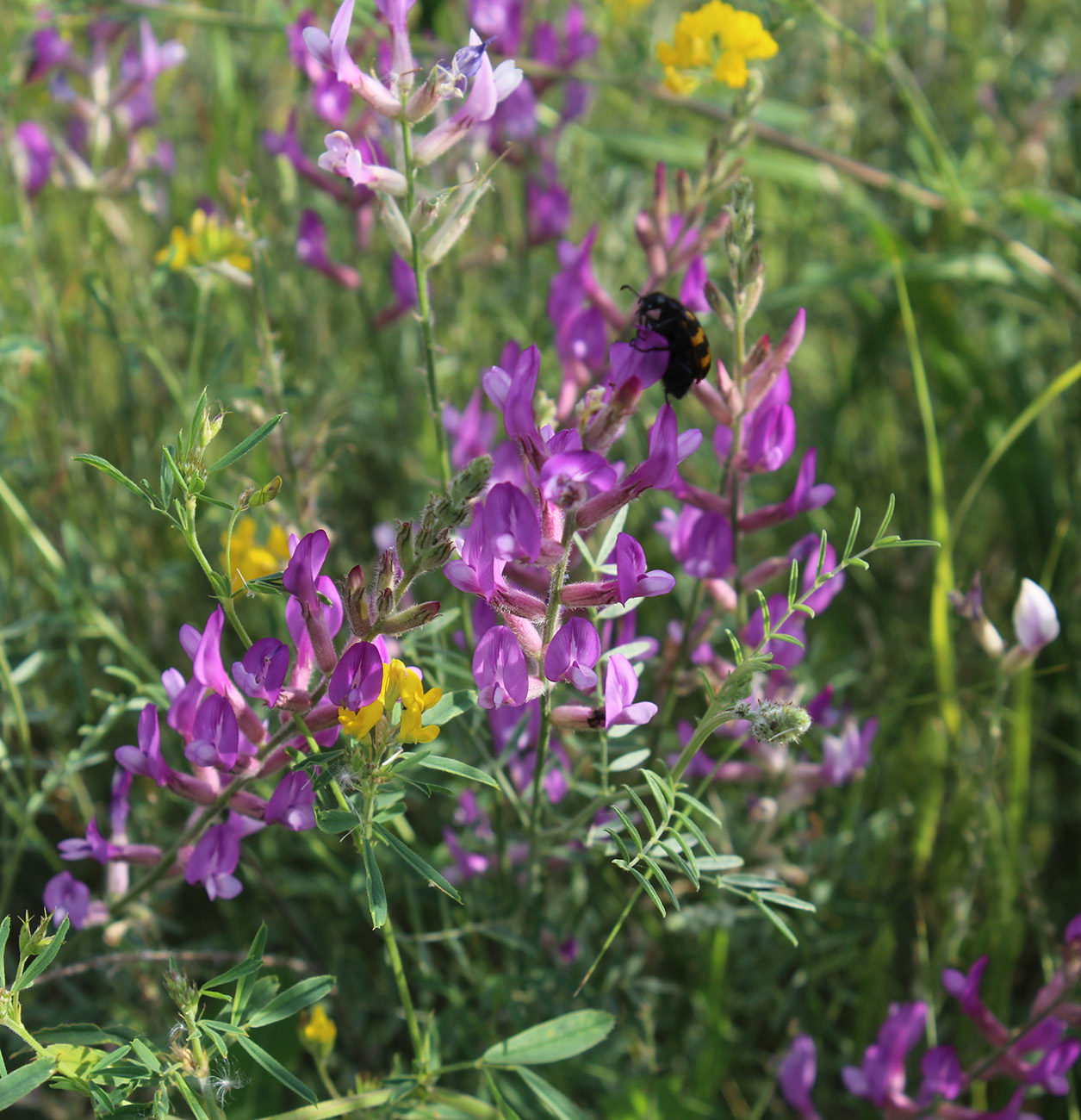 Image of Astragalus varius specimen.