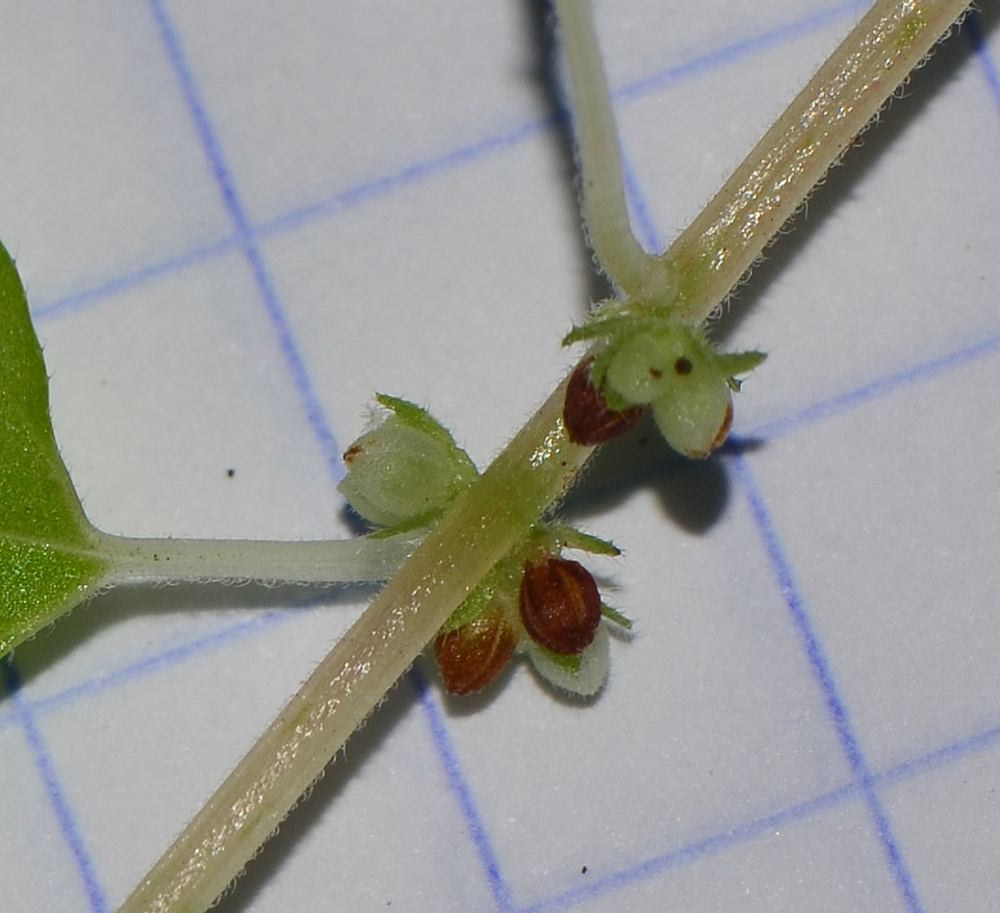 Image of Parietaria lusitanica specimen.
