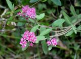 Hylotelephium triphyllum. Верхушка цветущего растения. Тверская обл., оз. Селигер, о-в Хачин, опушка соснового бора. 28.08.2016.