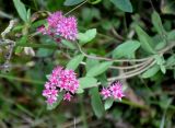 Hylotelephium triphyllum. Верхушка цветущего растения. Тверская обл., оз. Селигер, о-в Хачин, опушка соснового бора. 28.08.2016.