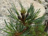 Pinus koraiensis