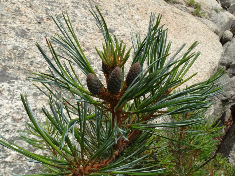 Изображение особи Pinus koraiensis.