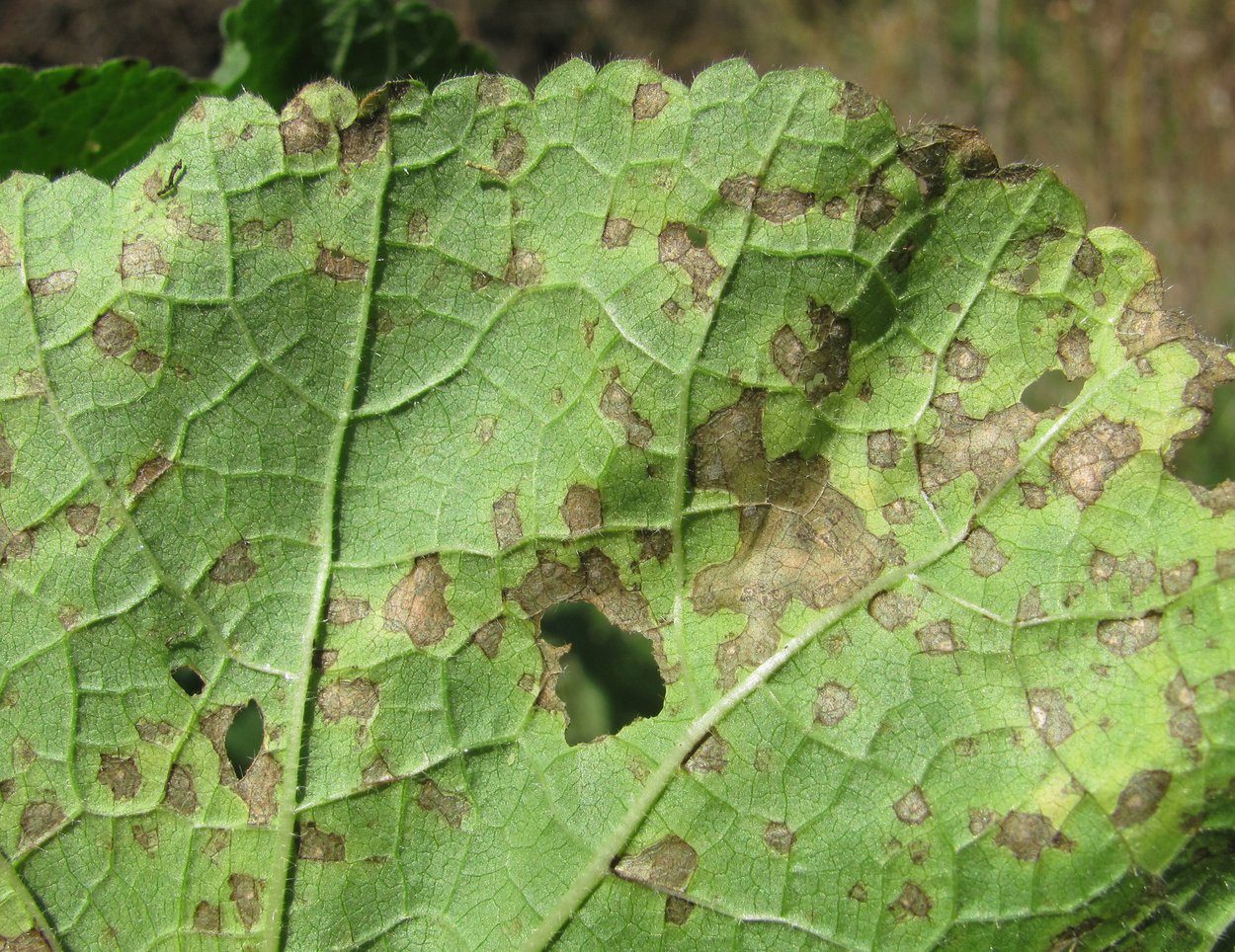 Image of Alcea rugosa specimen.