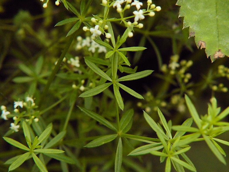 Изображение особи Galium mollugo.