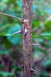 Image of taxon representative. Author is Денис Полевой