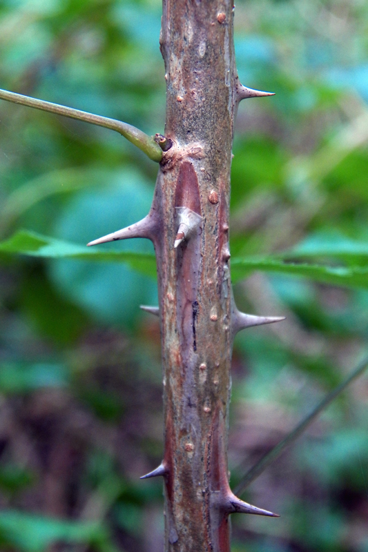 Image of Kalopanax septemlobus specimen.