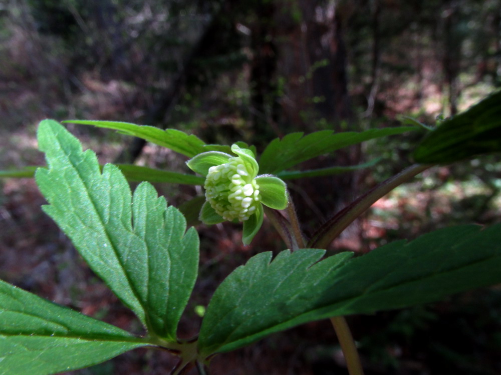 Image of Anemone reflexa specimen.