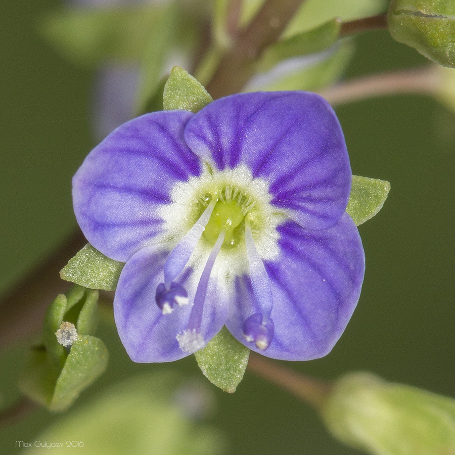 Изображение особи Veronica anagallis-aquatica.