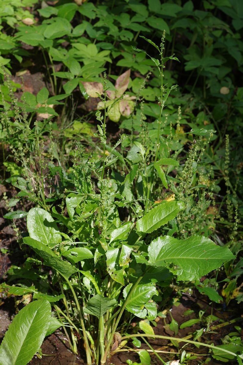 Image of Rumex sylvestris specimen.