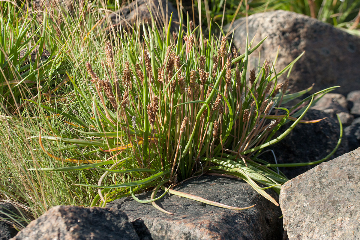 Изображение особи Plantago maritima ssp. subpolaris.