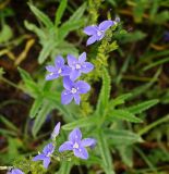 Image of taxon representative. Author is Тамара Риб