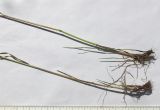 Bromopsis variegata