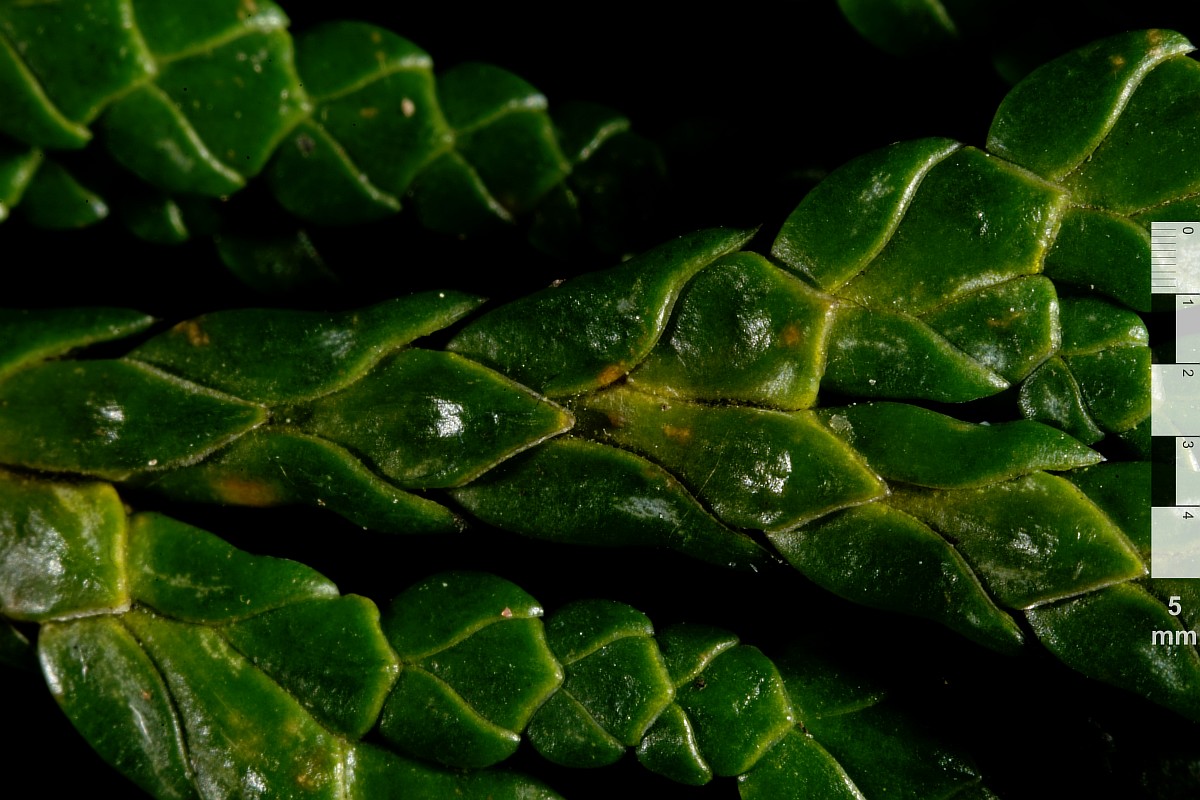 Image of Thuja koraiensis specimen.
