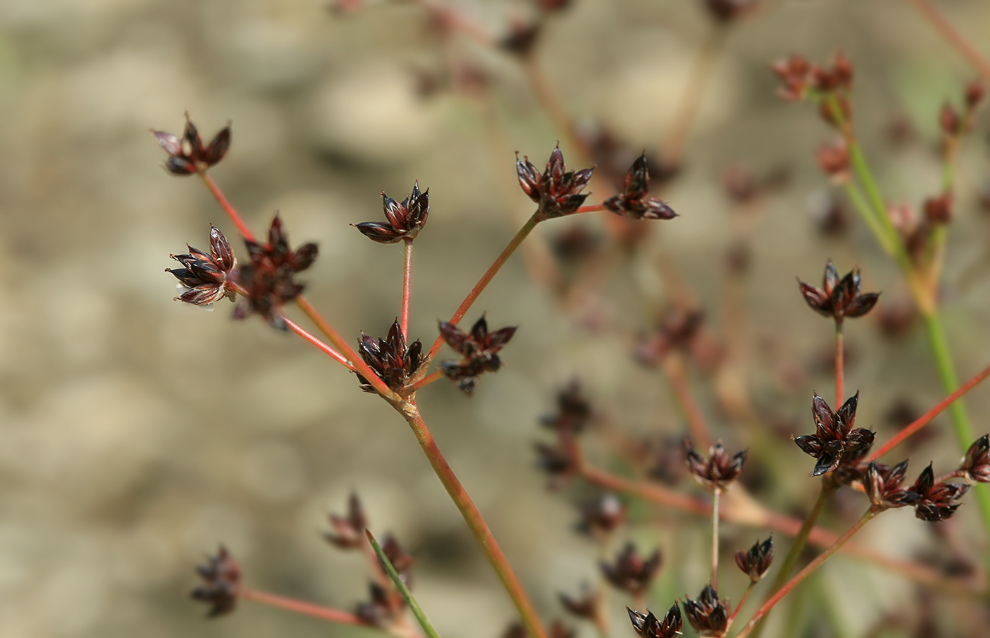 Image of Juncus turczaninowii specimen.