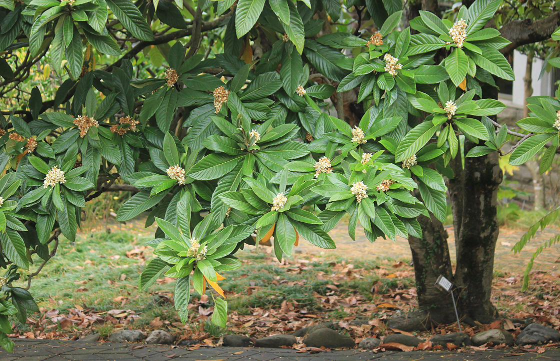 Image of Eriobotrya japonica specimen.