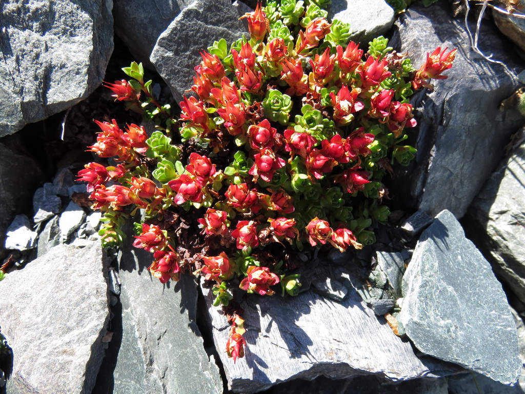 Image of Saxifraga asiatica specimen.