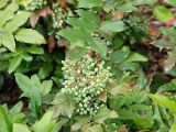 Mahonia aquifolium. Часть ветви с незрелыми плодами. Польша, Варшава. 27.06.2009.