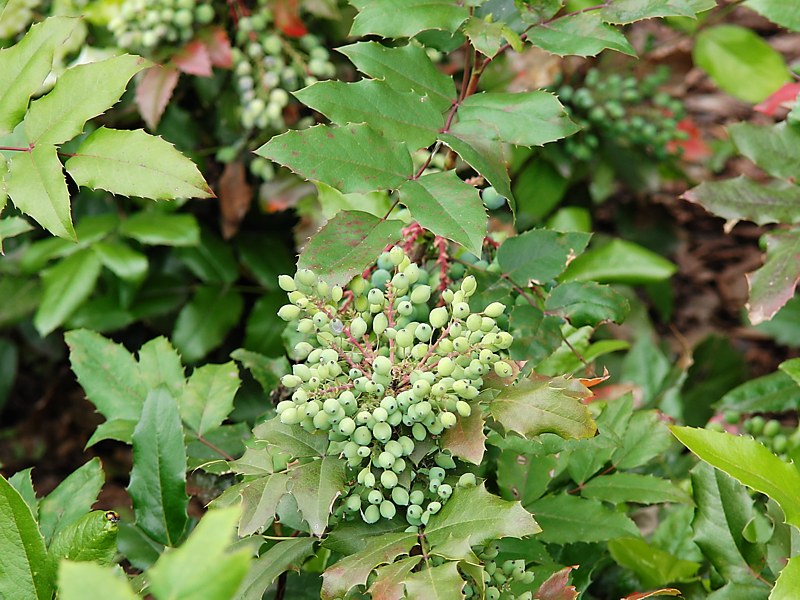 Image of Mahonia aquifolium specimen.