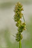 Carex vulpina