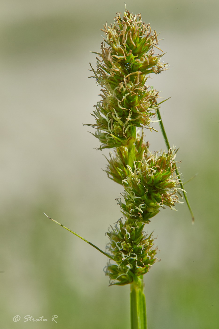 Image of Carex vulpina specimen.
