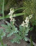 Corydalis maracandica