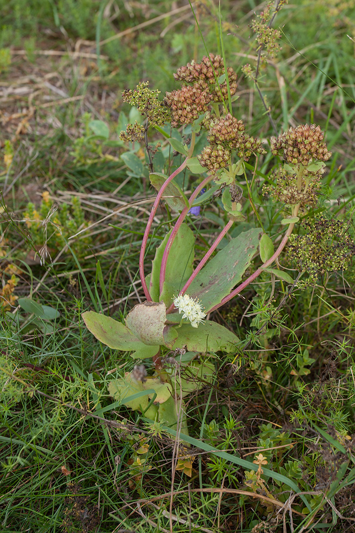 Image of Hylotelephium ruprechtii specimen.