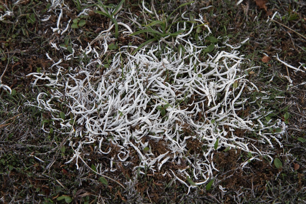 Image of Thamnolia vermicularis specimen.