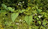 Atropa caucasica