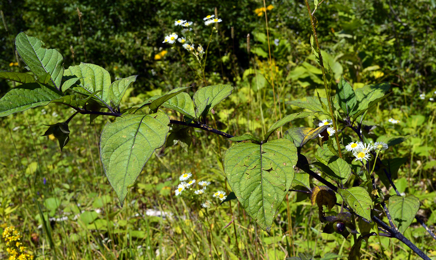 Image of Atropa caucasica specimen.