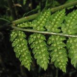 Dryopteris carthusiana. Сегменты вайи 2-го порядка с сорусами. Нидерланды, провинция Drenthe, окр. деревни Zeijen, поляна в смешанном лесу. 6 июня 2010 г.