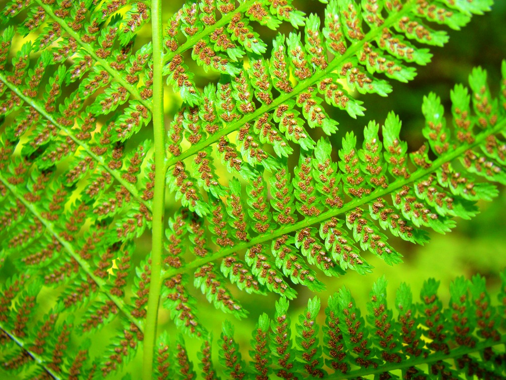 Image of Athyrium filix-femina specimen.