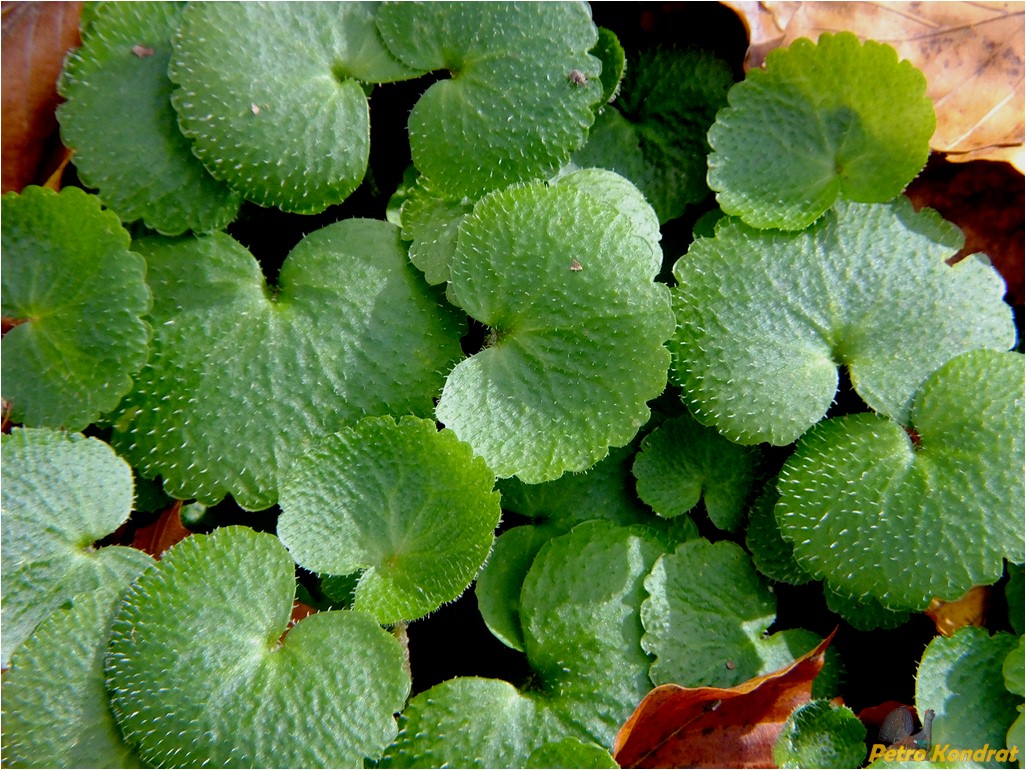 Image of Chrysosplenium alternifolium specimen.