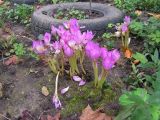 Colchicum speciosum