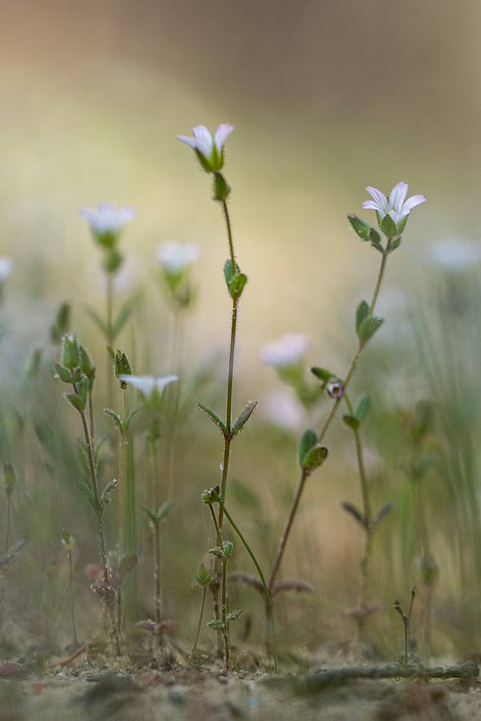 Изображение особи Cerastium pseudobulgaricum.