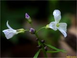 Cardamine bulbifera