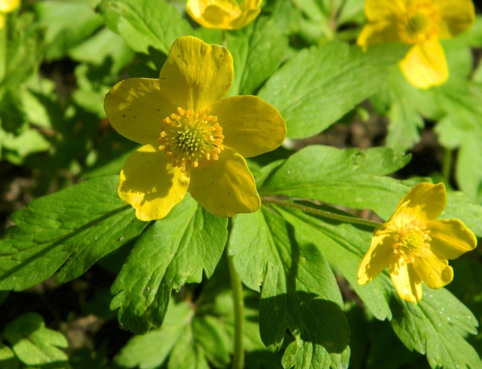 Image of Anemone ranunculoides specimen.