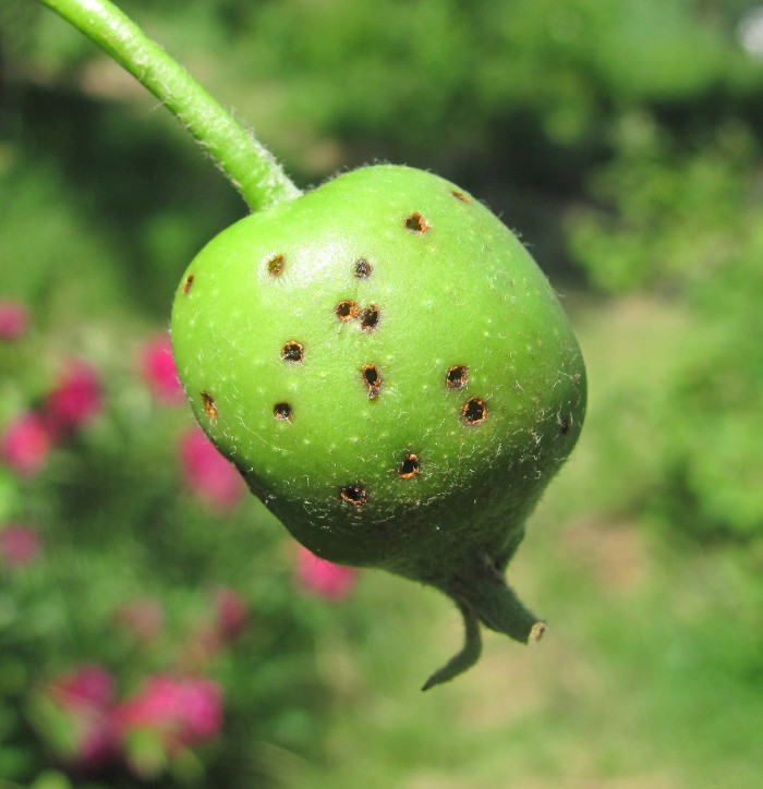 Изображение особи Malus domestica.