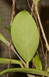 Hoya carnosa