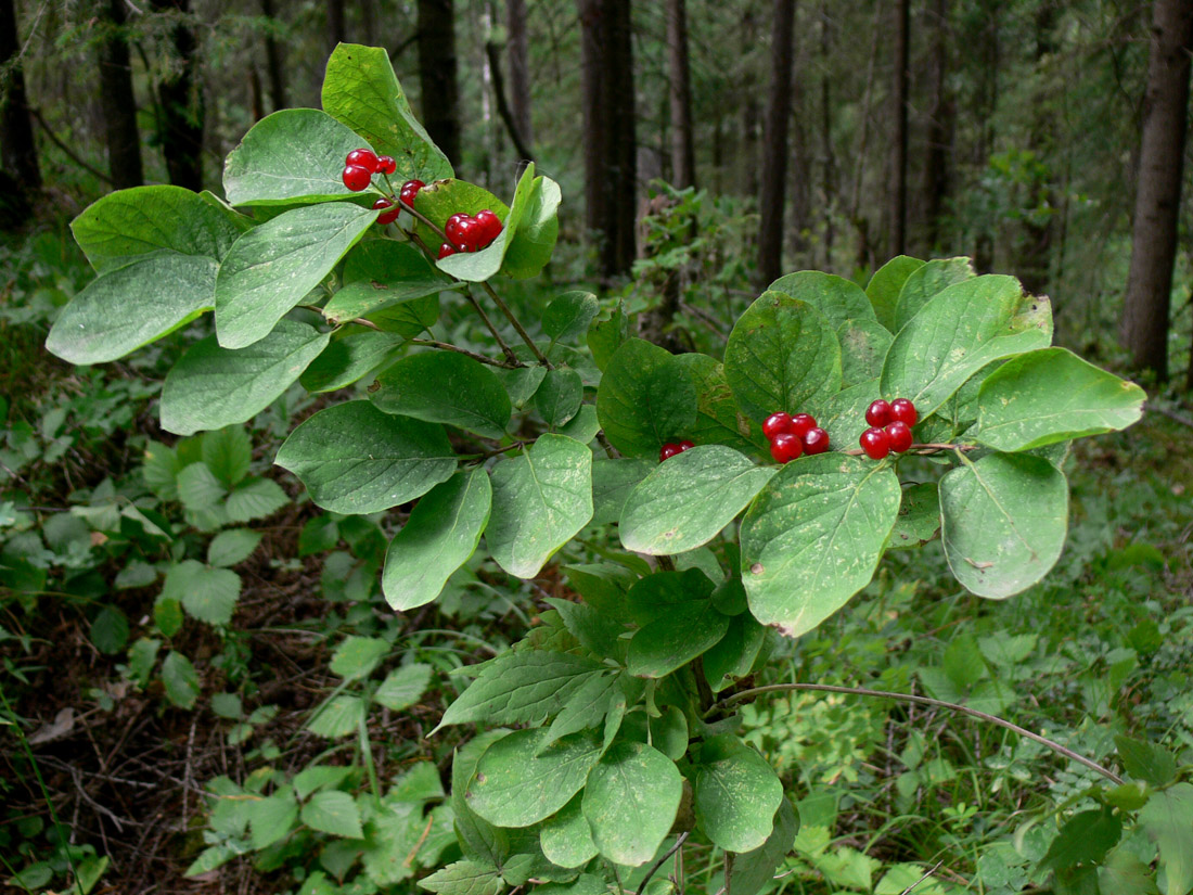 Image of Lonicera xylosteum specimen.