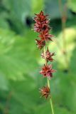 Carex polyphylla