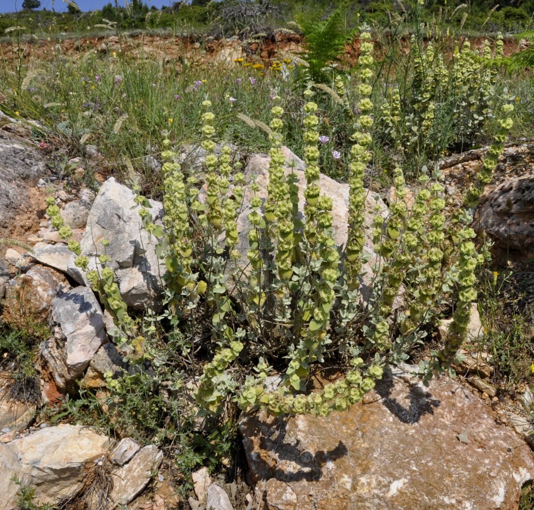 Image of Ballota acetabulosa specimen.
