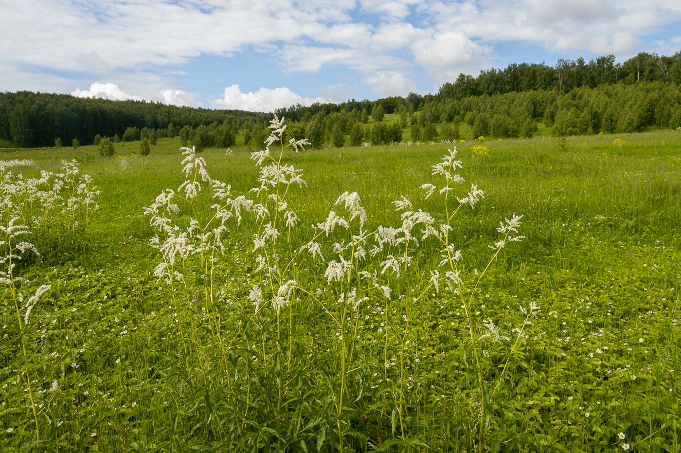 Изображение особи Aconogonon alpinum.