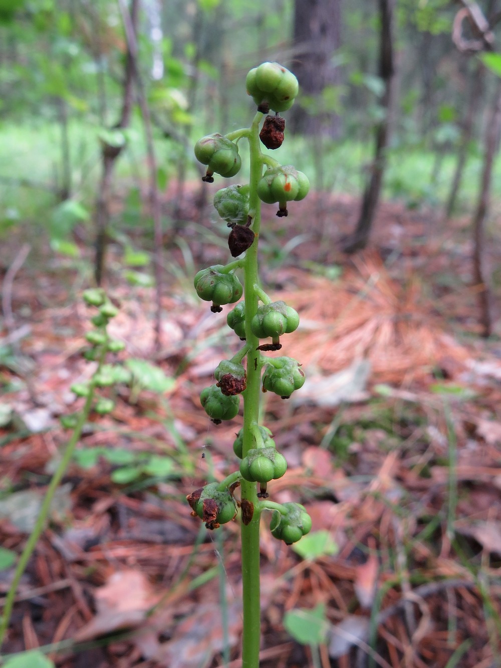 Image of Pyrola minor specimen.