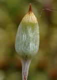 Polytrichum juniperinum