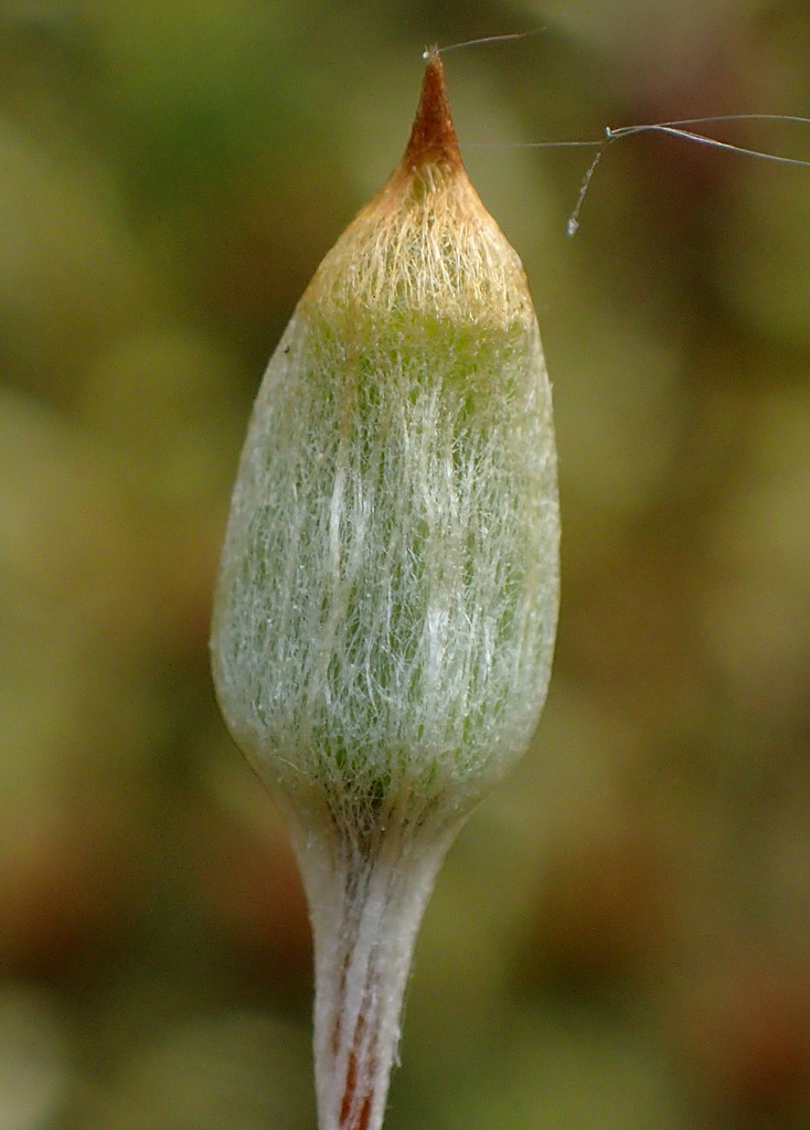 Изображение особи Polytrichum juniperinum.