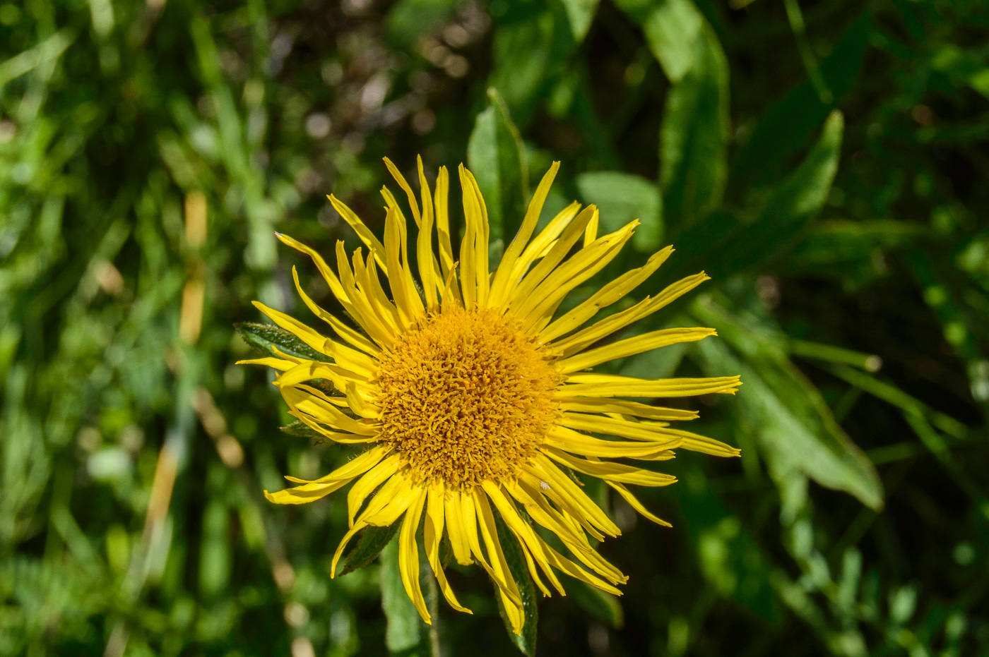 Изображение особи Inula hirta.